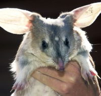 Charleville - Bilby Experience - Nambucca Heads Accommodation