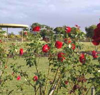 Elizabeth Park Rose Gardens - Nambucca Heads Accommodation