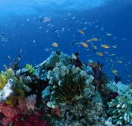 Cherubs Cave Dive Site - Nambucca Heads Accommodation