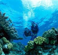 Coral Gardens Dive Site - Nambucca Heads Accommodation