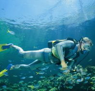 Manta Ray Bommie Dive Site - Nambucca Heads Accommodation