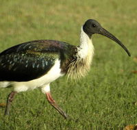 Toowoomba Bicentennial Waterbird Habitat - Nambucca Heads Accommodation