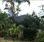 The Big Cassowary - Nambucca Heads Accommodation