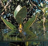 Jawbone Marine Sanctuary - Nambucca Heads Accommodation
