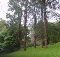 Mount Dandenong Arboretum - Nambucca Heads Accommodation
