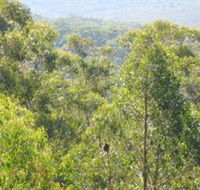 Bunyip State Park - Nambucca Heads Accommodation