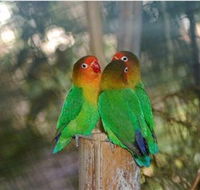 Ballarat Bird World - Nambucca Heads Accommodation