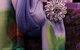 The Maharani Collection - thumb 3