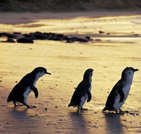 Phillip Island Nature Park - Nambucca Heads Accommodation