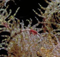 Point Danger Marine Sanctuary - Nambucca Heads Accommodation