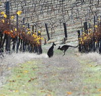 Blue Pyrenees Estate - Nambucca Heads Accommodation