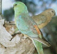 Lake Albacutya Regional Park - Nambucca Heads Accommodation