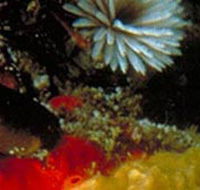 Point Cooke Marine Sanctuary - Nambucca Heads Accommodation