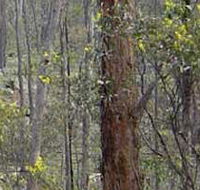 Heathcote-Graytown National Park - Nambucca Heads Accommodation