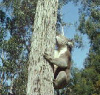 Creswick Regional Park - Nambucca Heads Accommodation