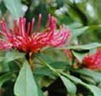 Alfred National Park - Nambucca Heads Accommodation