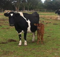 Animal Land Children's Farm - Nambucca Heads Accommodation