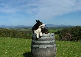 Windy Ridge Vineyard And Winery - Nambucca Heads Accommodation 0