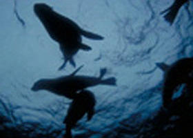 The Arches Marine Sanctuary - Nambucca Heads Accommodation 0