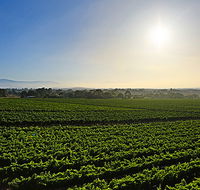 GREENSTONE VINEYARDS - Nambucca Heads Accommodation