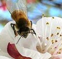 Clayridge Honey - Nambucca Heads Accommodation