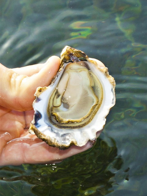 The Oyster Pot - Nambucca Heads Accommodation 0