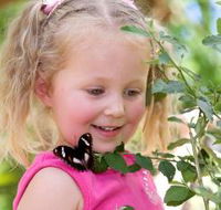 Coffs Harbour Butterfly House - Nambucca Heads Accommodation