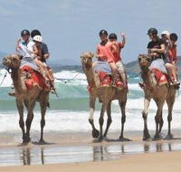 Camel Rides with Coffs Coast Camels - Nambucca Heads Accommodation