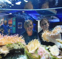 Solitary Islands Aquarium - Nambucca Heads Accommodation