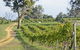 Shaw Vineyard Estate - thumb 1