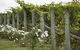 Lambert Vineyards Cellar Door - thumb 2