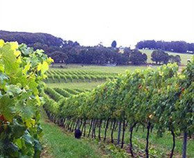 Banjo's Run Winery And Vineyard - Nambucca Heads Accommodation 0