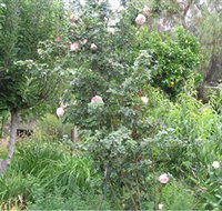 Tombstone Estate Vineyard - Nambucca Heads Accommodation