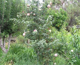 Tombstone Estate Vineyard - Nambucca Heads Accommodation 0