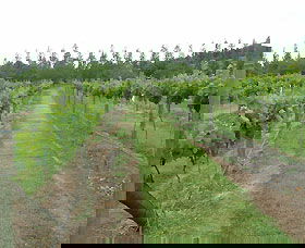Lake George Winery - Nambucca Heads Accommodation 1