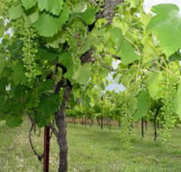 Holland Wines - Nambucca Heads Accommodation