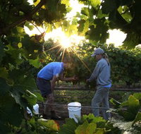Oakdene Vineyards Restaurant and Cellar Door - Nambucca Heads Accommodation