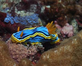 Coral Gardens Dive Site Mooloolaba - Nambucca Heads Accommodation 1