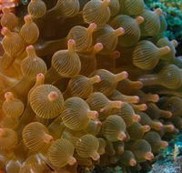 Coral Gardens Dive Site Mooloolaba - Nambucca Heads Accommodation