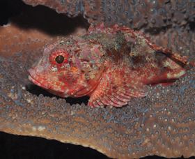 Coral Gardens Dive Site Mooloolaba - Nambucca Heads Accommodation 2