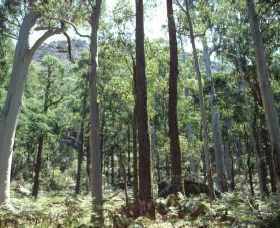 Cathedral Range State Park - Nambucca Heads Accommodation 0