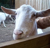 Drysdale Cheeses - Nambucca Heads Accommodation