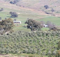 Wymah Organic Olives and Lambs - Nambucca Heads Accommodation