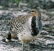 Yongergnow Australian Malleefowl Centre - Nambucca Heads Accommodation