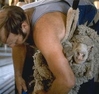 Kuriong Sheep Station - Nambucca Heads Accommodation