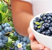 Jolly Berries - Nambucca Heads Accommodation