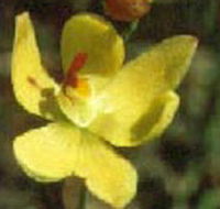 Langwarrin Flora and Fauna Reserve