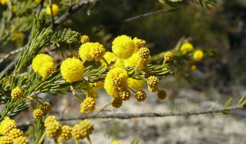 Torrington State Conservation Area - Nambucca Heads Accommodation 3