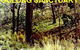 Oolong Sanctuary - thumb 0