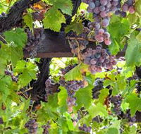  Murrumbateman Winery Company Pty Ltd  - Nambucca Heads Accommodation